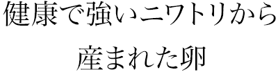 健康で強いニワトリから産まれた卵